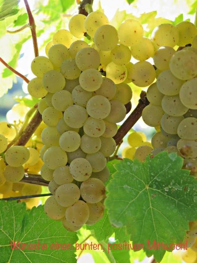Haus Marientaler Au Gbr Hotel Zell an der Mosel Ngoại thất bức ảnh